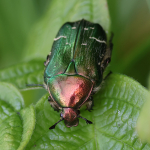 Rose Chafer