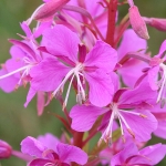 Rosebay Willowherb