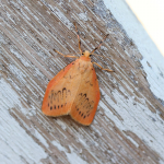 72.035 - Rosy Footman