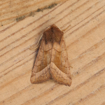 73.123 - Rosy Rustic