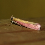 62.021 - Oncocera semirubella