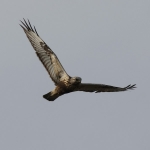 Rough-legged Buzzard