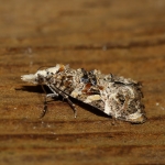 49.095 - Phtheochroa rugosana
