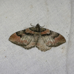 70.057 - Ruddy Carpet
