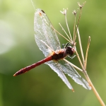 Ruddy Darter