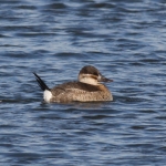 Ruddy Duck
