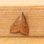Crambidae