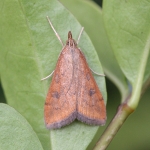 63.031 - Udea ferrugalis