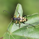 Rutpela maculata