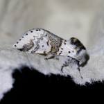 71.005 - Sallow Kitten
