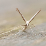 45.001 - Agdistis bennetii