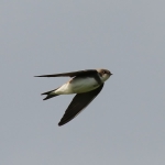 Sand Martin