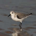Sanderling