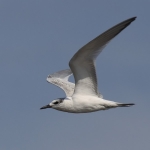 Sandwich Tern