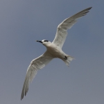 Terns