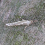 63.088 - Crambus perlella