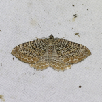 70.121 - Scallop Shell