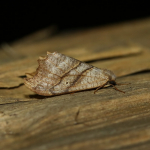 65.001 - Scalloped Hook-tip
