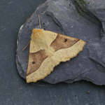 70.241 - Scalloped Oak