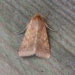 73.076 - Scarce Bordered Straw