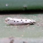 33.004 - Ethmia terminella