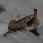 71.029 - Scarce Chocolate-tip