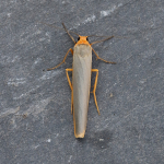 72.046 - Scarce Footman