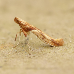 15.013 - Caloptilia hemidactylella