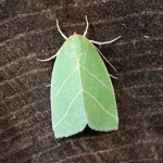74.007 - Scarce Silver-lines
