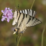 Scarce Swallowtail