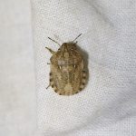 Scarce Tortoise Shieldbug