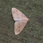 70.254 - Scarce Umber