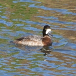 Scaup