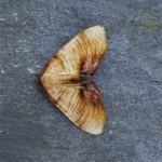 70.224 - Scorched Wing