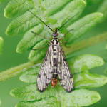 Scorpion Fly