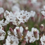 Sea Campion