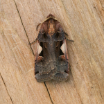 73.359 - Setaceous Hebrew Character