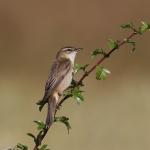 Sedge Warbler