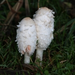 Shaggy Inkcap