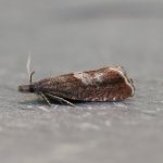 49.313 - Dichrorampha acuminatana