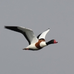 Shelduck