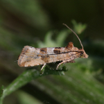 49.185 - Lobesia littoralis