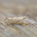 17.008 - Ypsolopha alpella