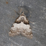 74.003 - Short-cloaked Moth