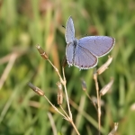 Short-tailed Blue