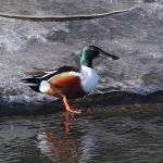 Shoveler