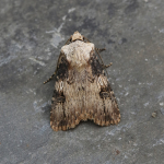 73.325 - Shuttle-shaped Dart