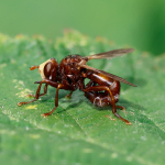 Sicus ferrugineus