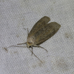 73.100 - Silky Wainscot