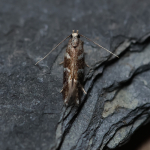 35.079 - Oxypteryx wilkella